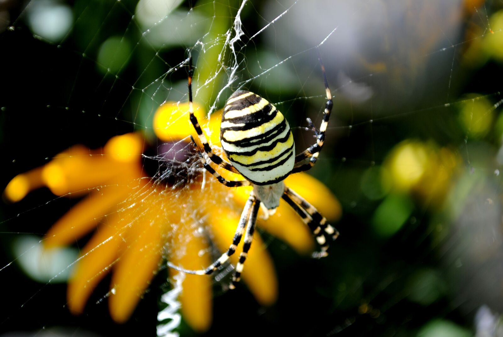 Nikon D3000 sample photo. Insect, nature, animal world photography