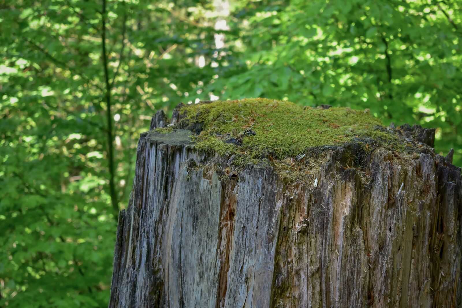 Nikon D3400 sample photo. Chopped, tree, wood photography