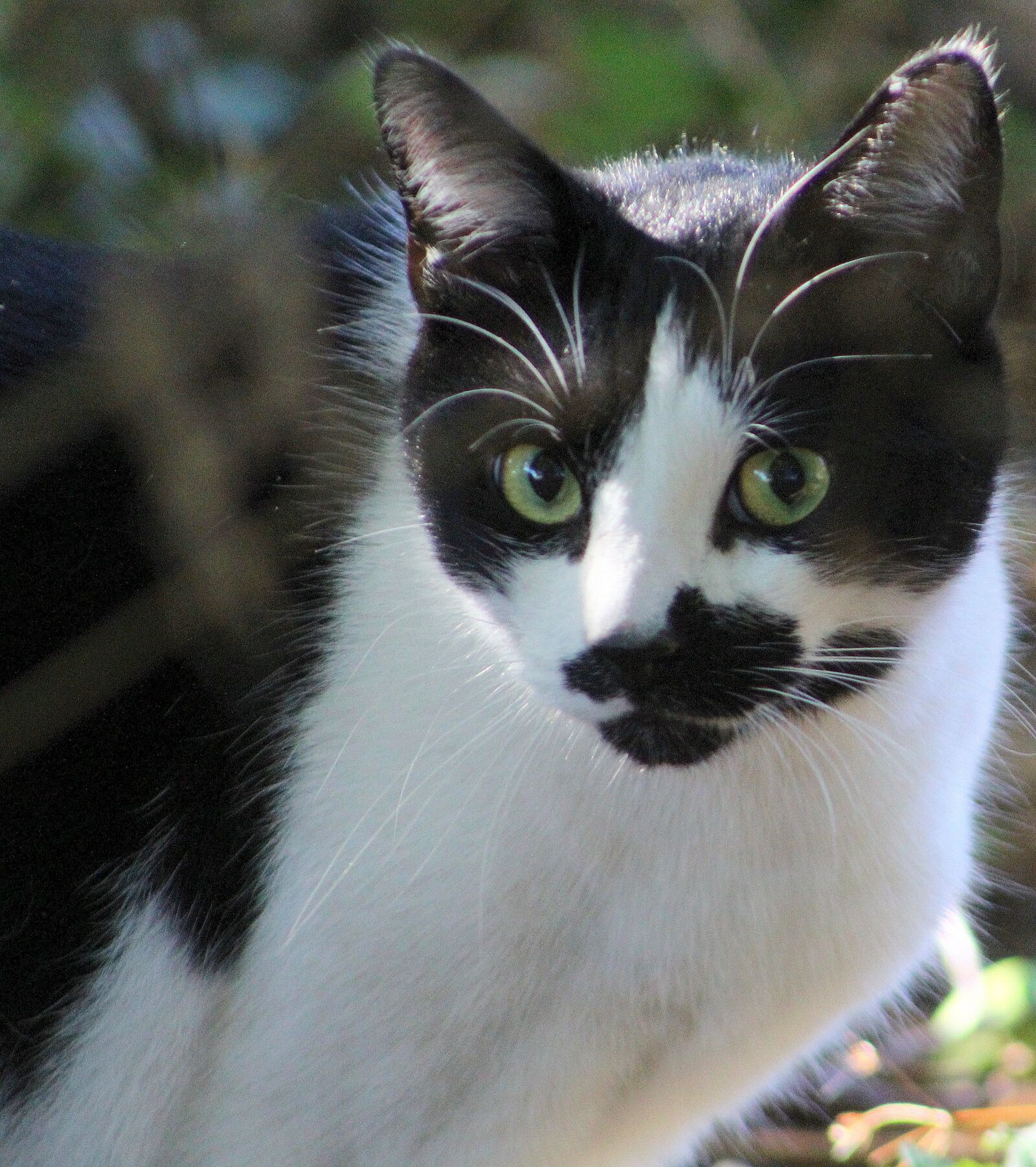 Canon EF75-300mm f/4-5.6 sample photo. Cat, cute, animal photography