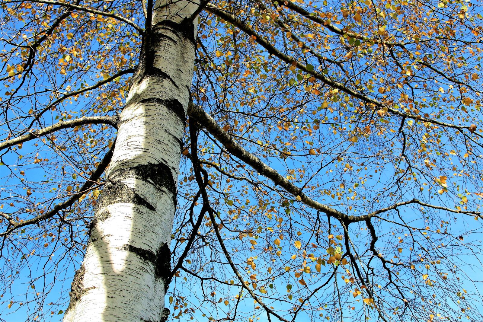 Canon EOS 400D (EOS Digital Rebel XTi / EOS Kiss Digital X) sample photo. Tree, sky, birch photography