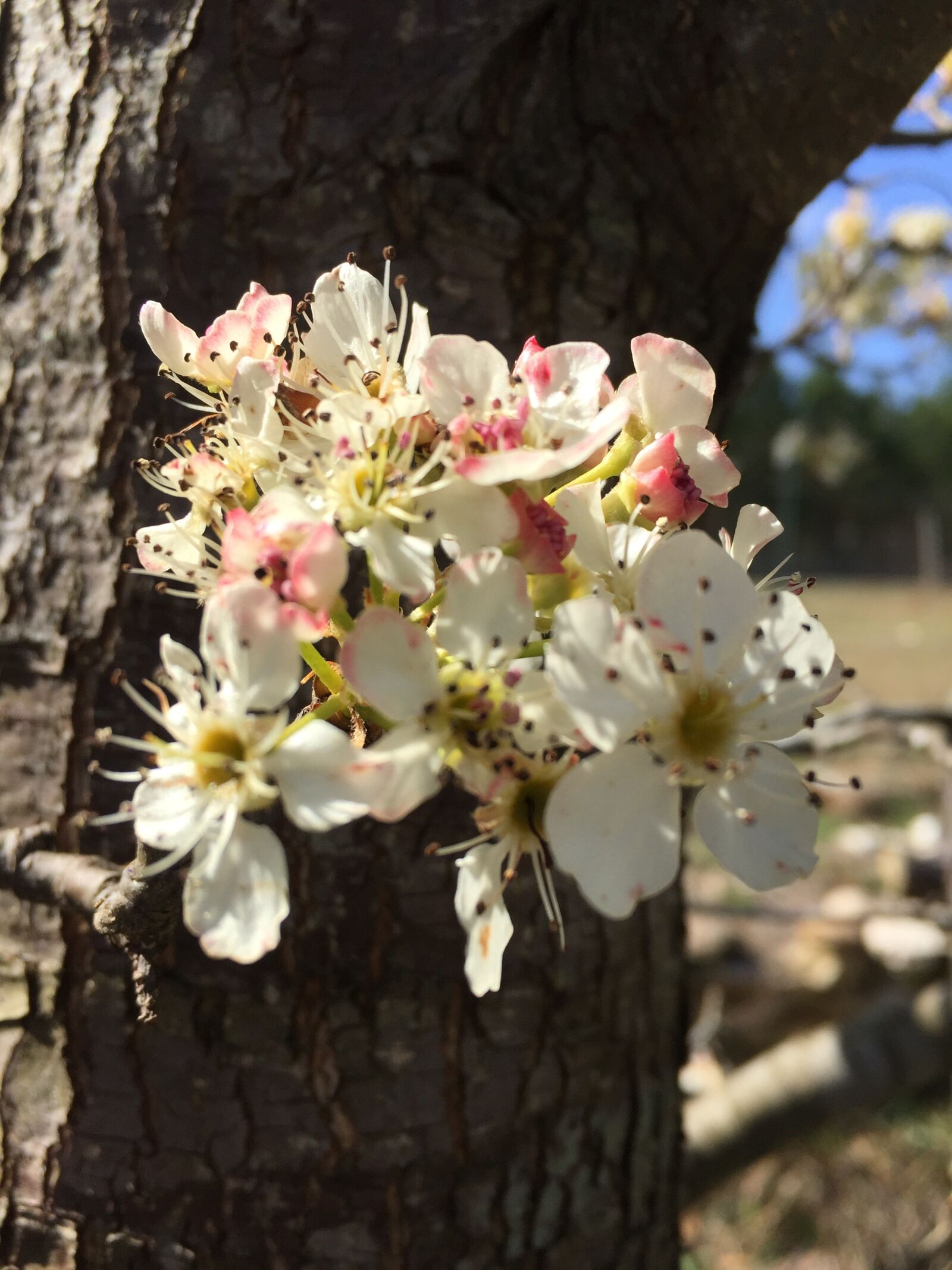 Apple iPhone 6 sample photo. Flower, tree, nature photography