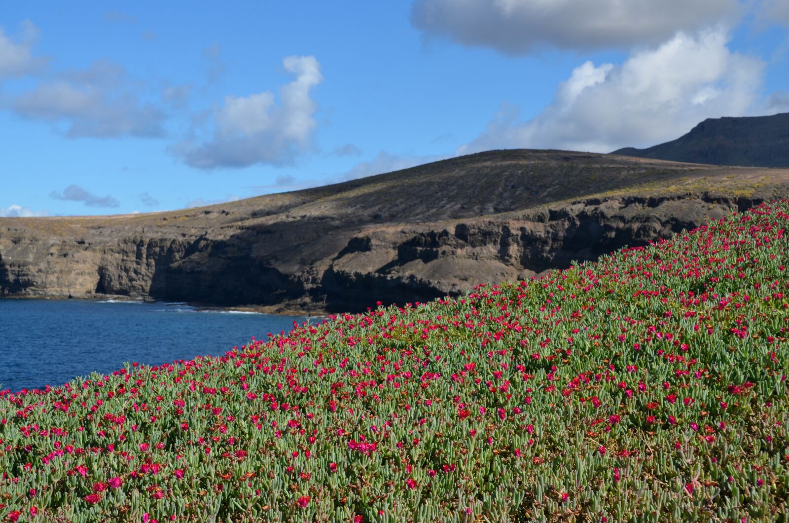 Nikon D5100 sample photo. Sea, flowers, nature photography
