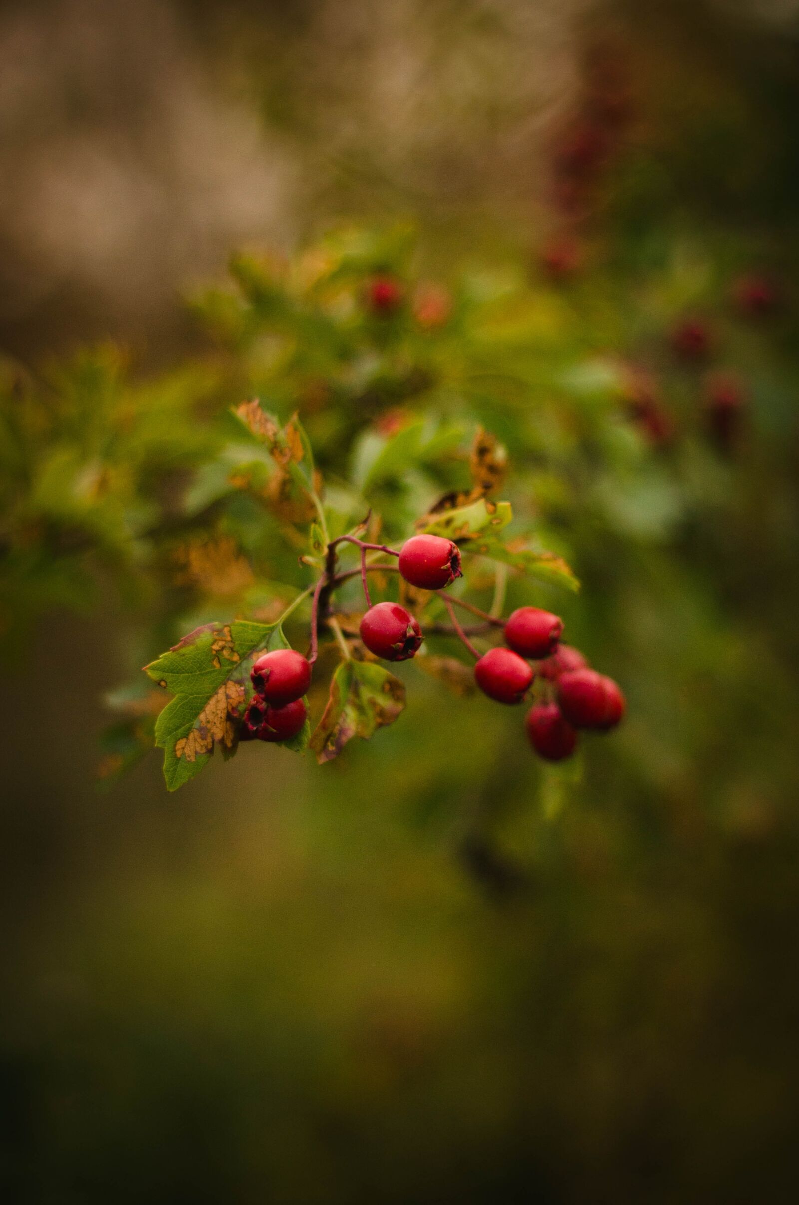 Canon EOS 600D (Rebel EOS T3i / EOS Kiss X5) + Canon EF 50mm F1.8 II sample photo. Red, fruit, green photography