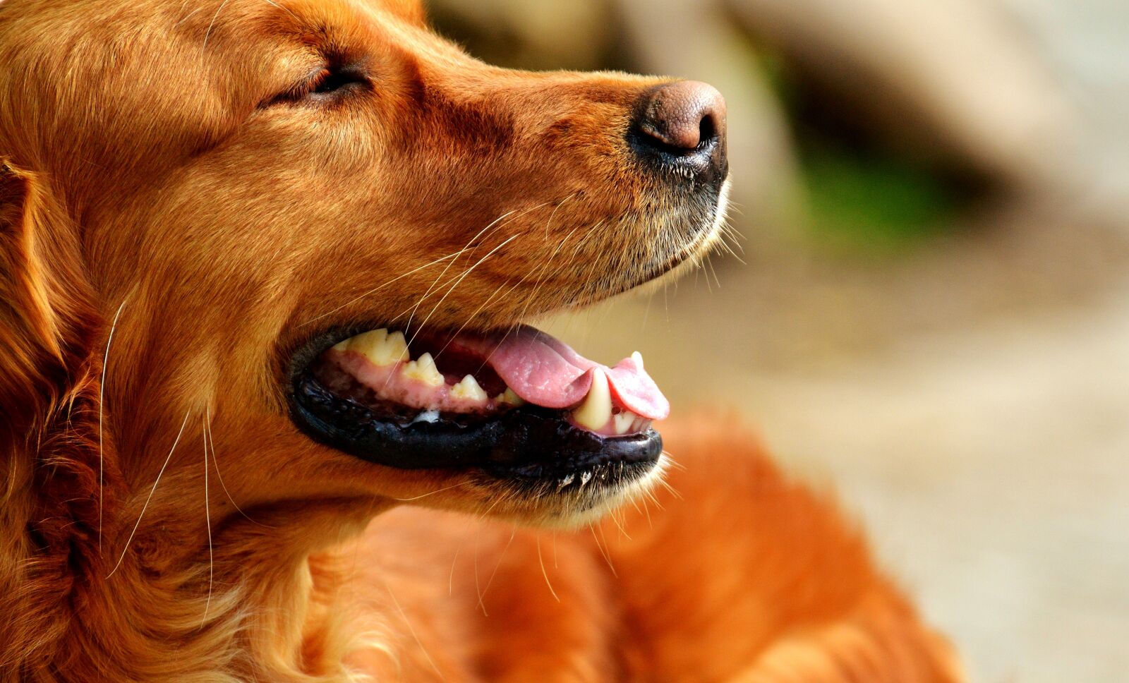 Nikon D3200 sample photo. Irish setter, dog, fur photography