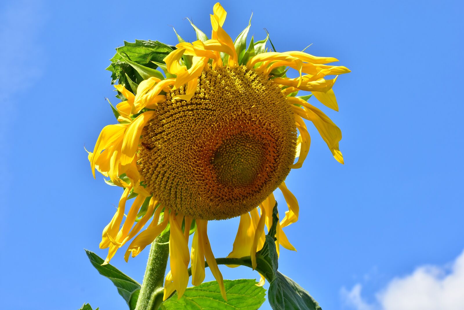 Nikon D7200 sample photo. Sunflower, faded, nature photography