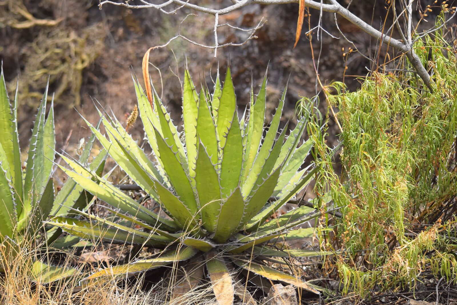 Nikon D3300 sample photo. Plant, spina, natural photography