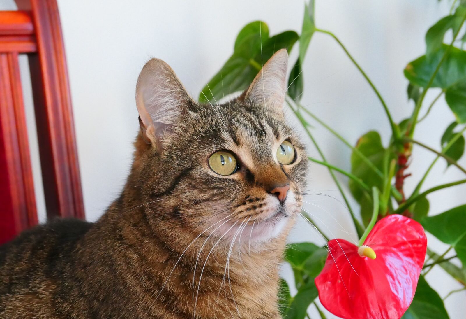 Panasonic Lumix DMC-LX10 (Lumix DMC-LX15) sample photo. Cat, animal, favorite photography