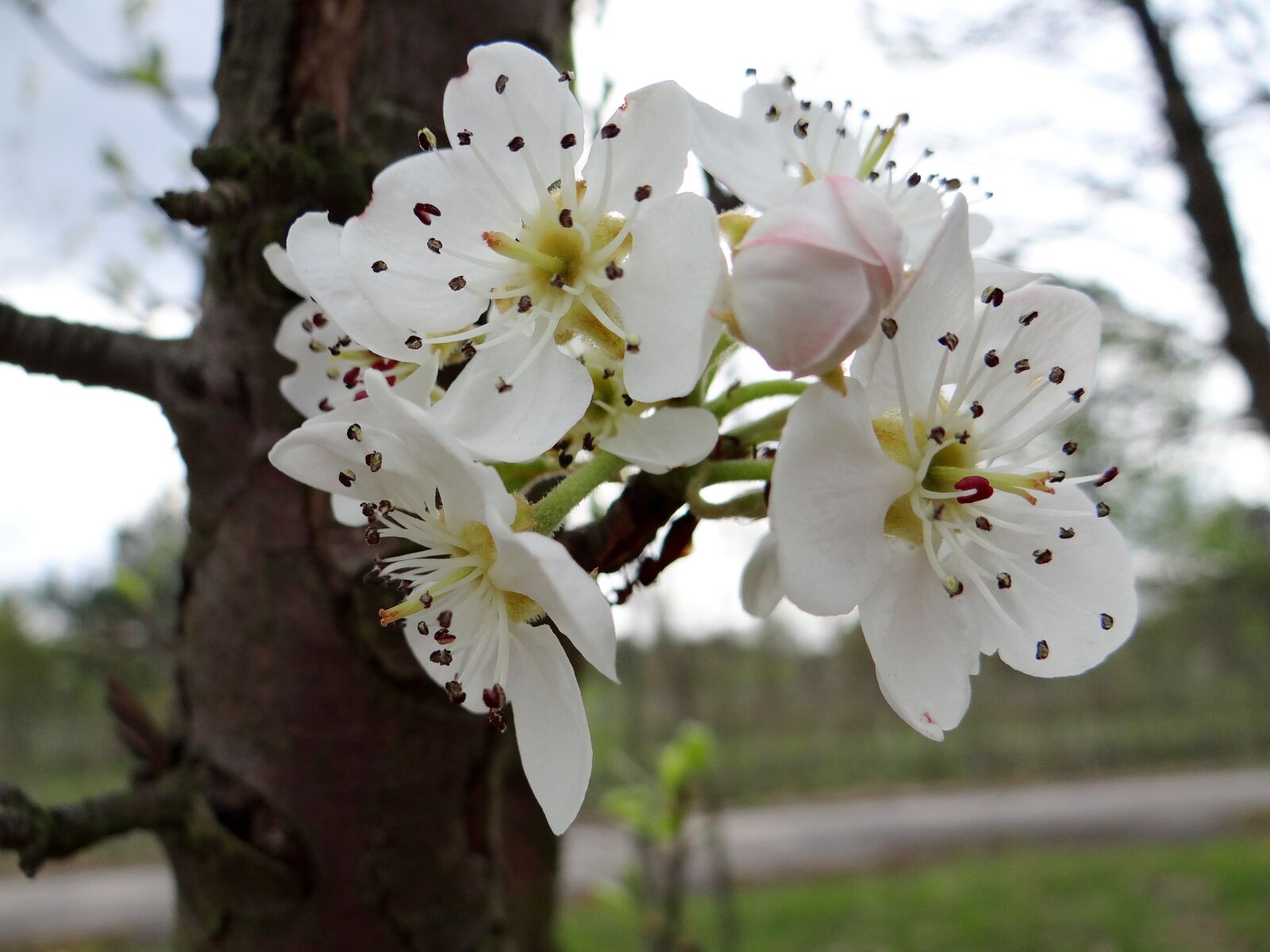 Sony DSC-HX200V sample photo. Flowering fruit trees, spring photography
