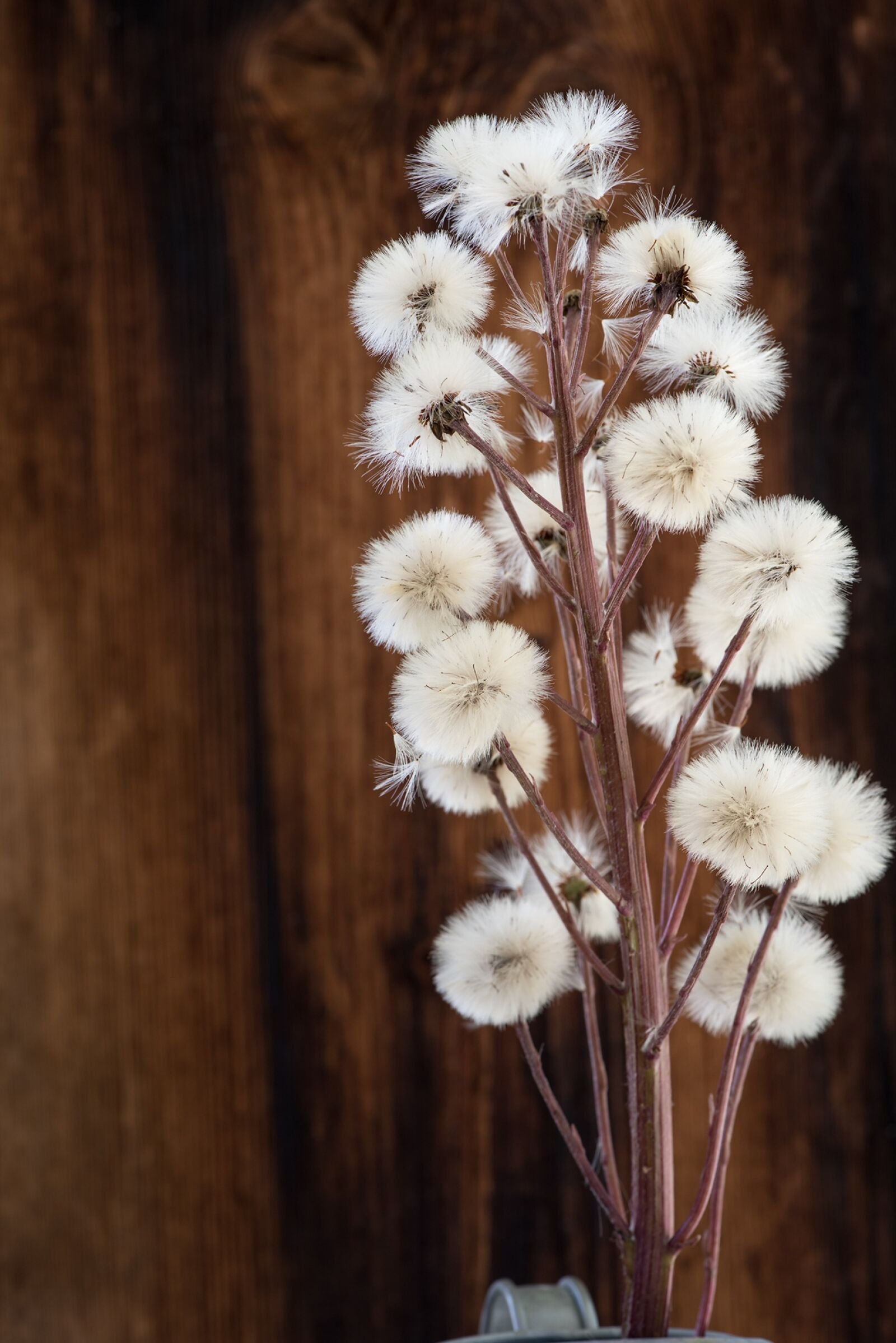 Nikon D750 sample photo. Butterbur, petasites, composites photography