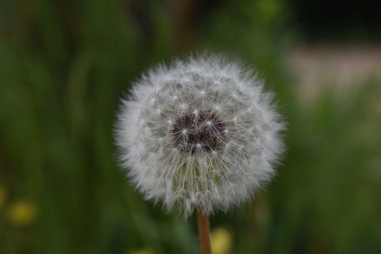 Nikon D7200 sample photo. Plants, flowers, dandelion photography