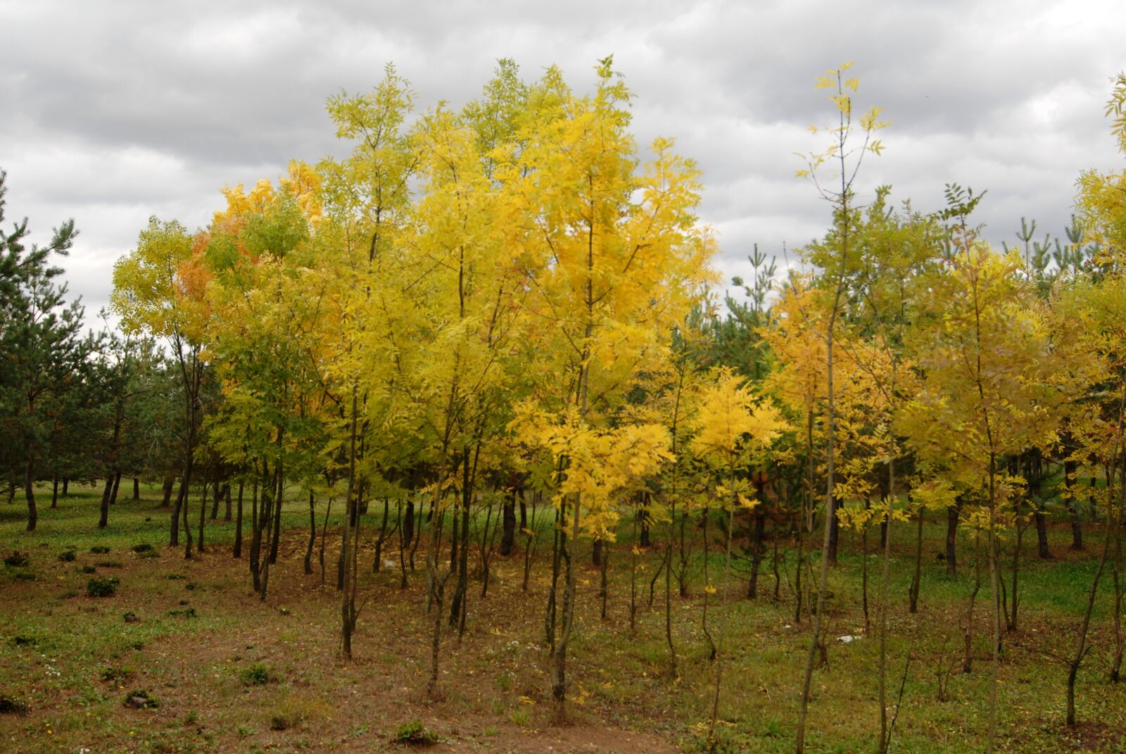 Nikon D200 sample photo. Nature, autumn, colors photography