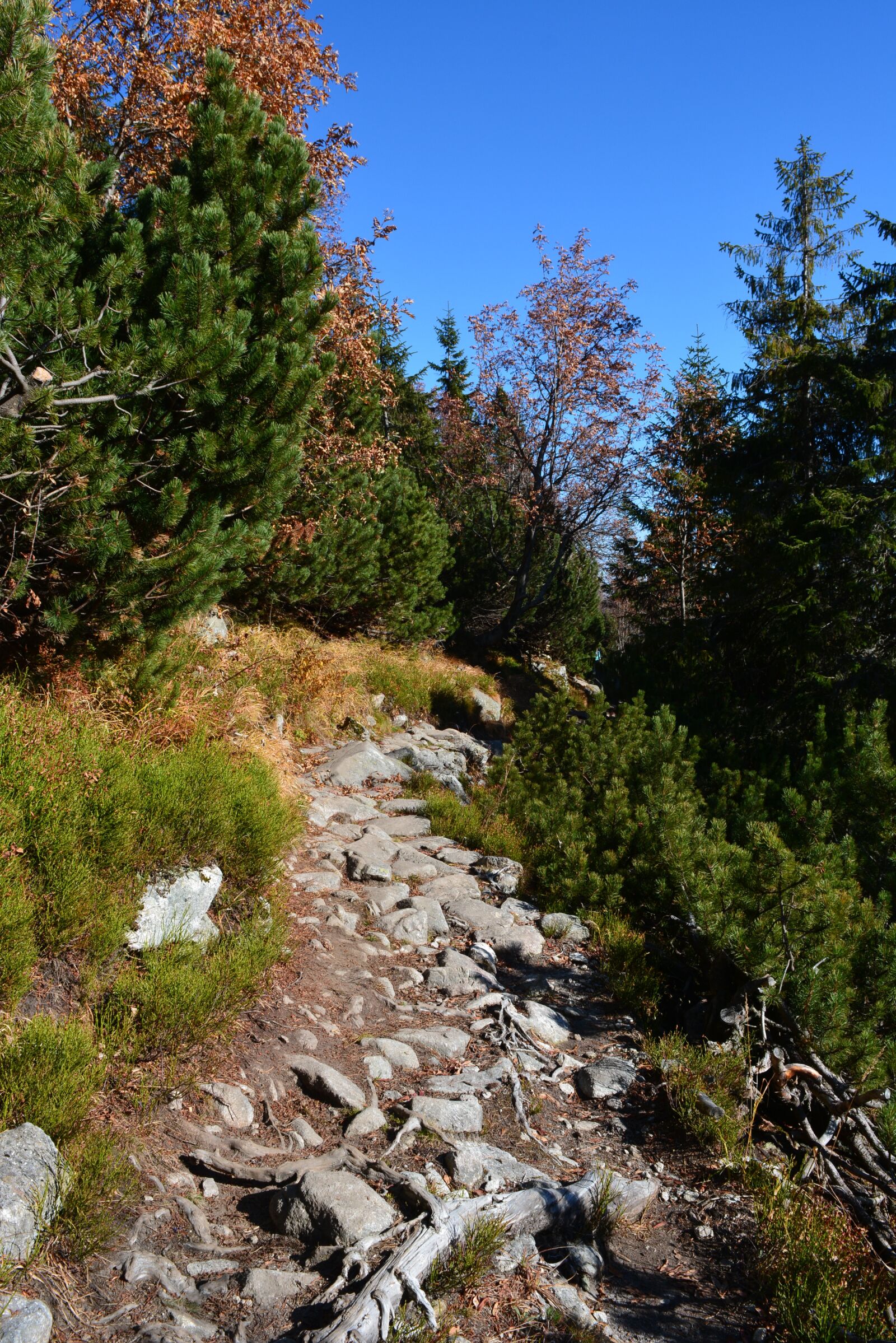 Nikon D5200 sample photo. The hike, trail, walkway photography