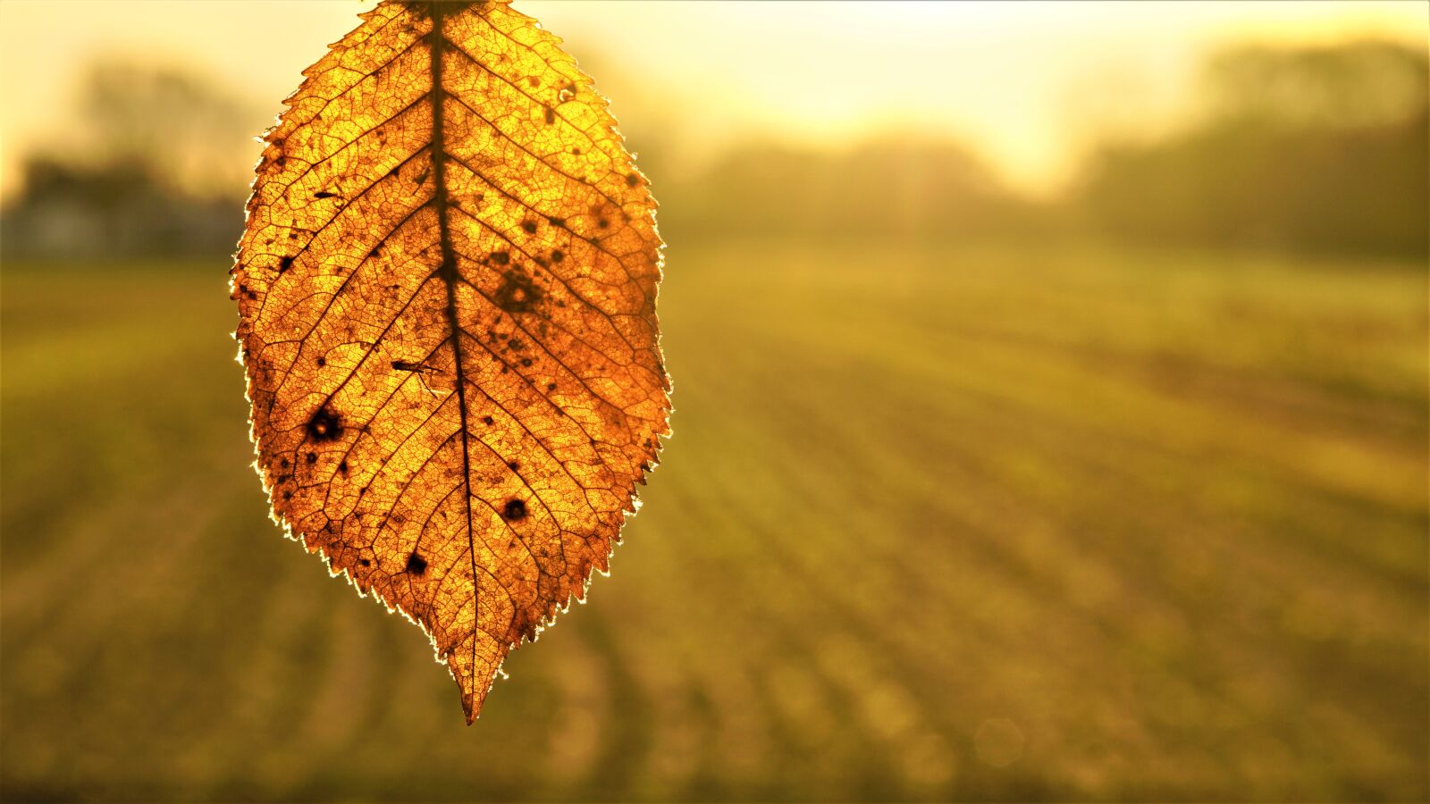 Sony FE 50mm F1.8 sample photo. Background, autumn, structure photography