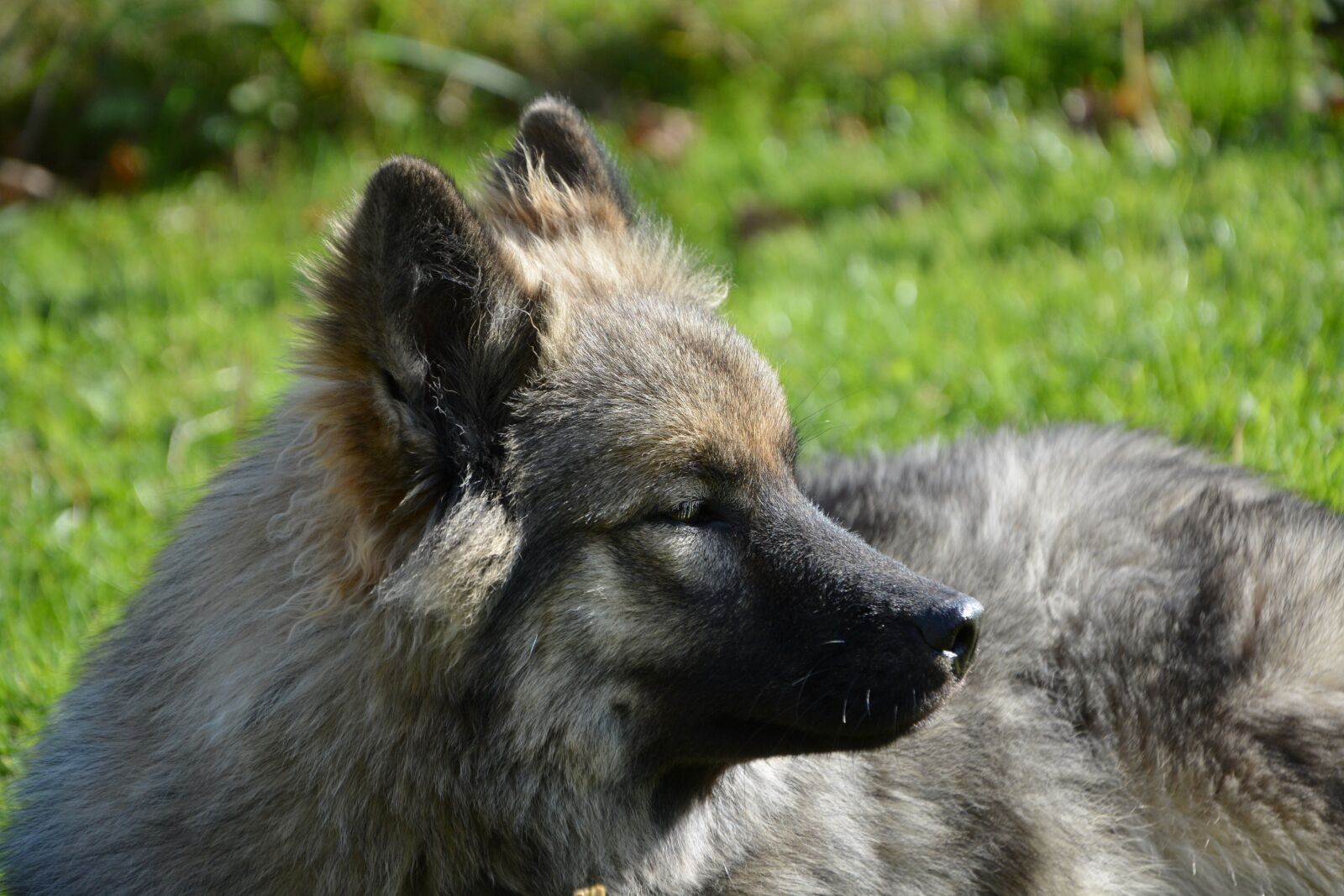 Nikon D5200 sample photo. Dog, bitch, dog eurasier photography