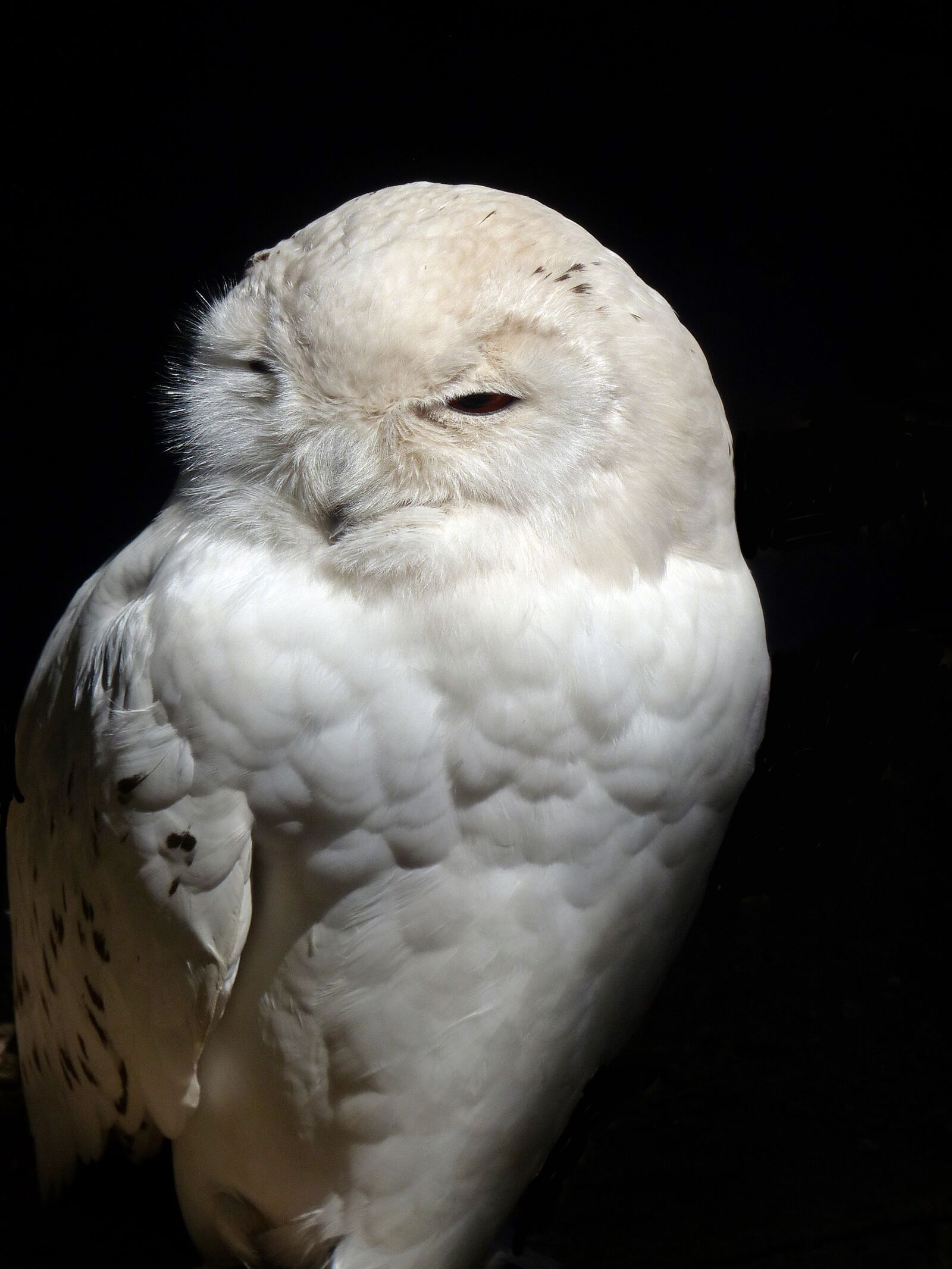 Panasonic Lumix DMC-FZ200 sample photo. Owl, barn owl, raptor photography