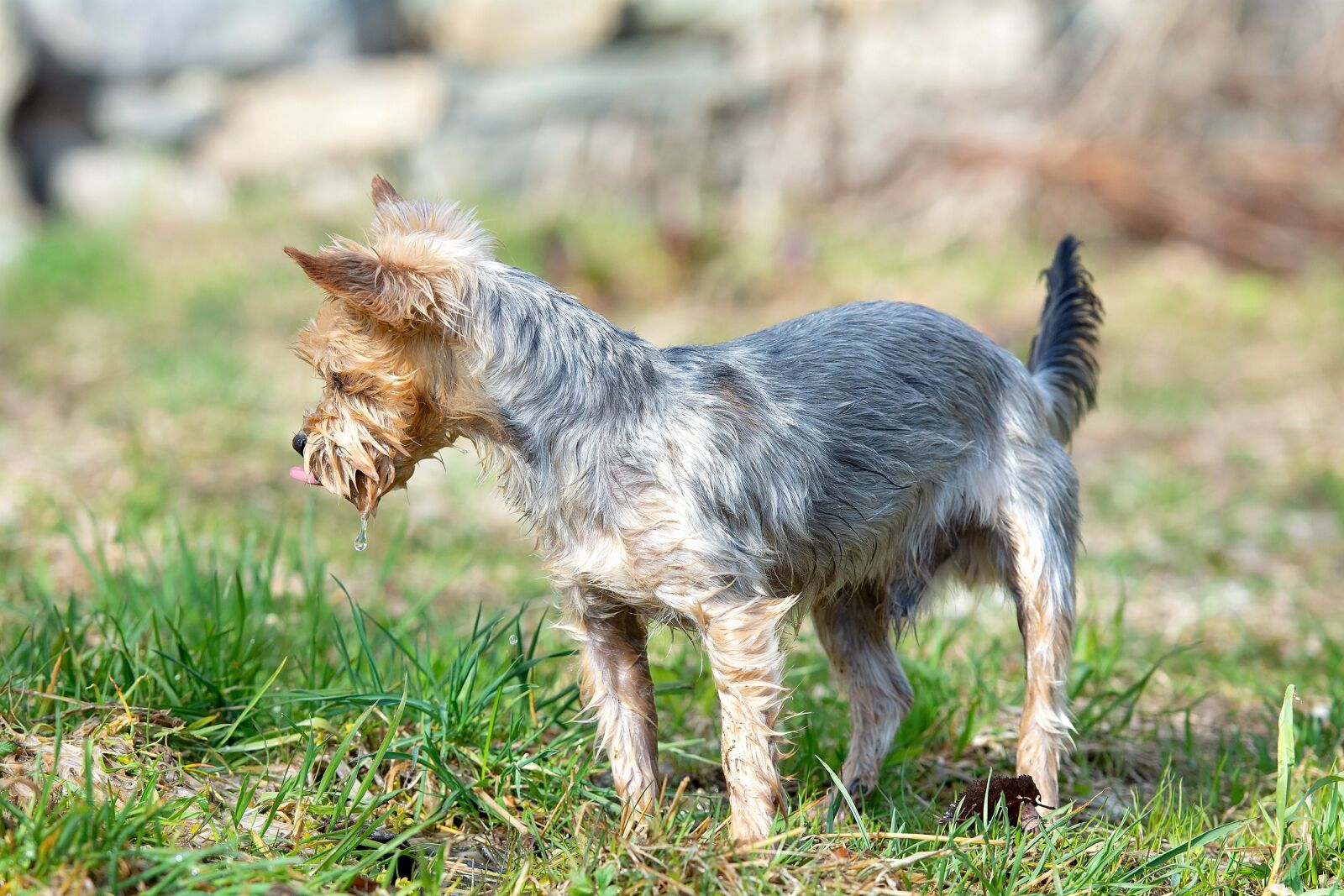 Nikon D7100 sample photo. Dog, out, curious photography