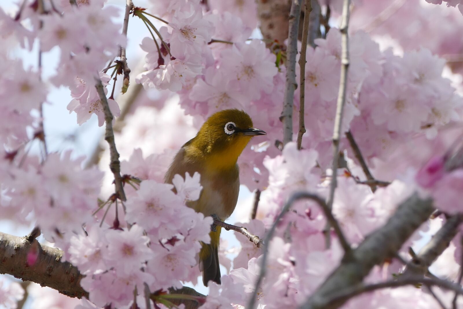 Panasonic Lumix DMC-FZ1000 sample photo. Bird, japanese white-eye, cheery-blossom photography