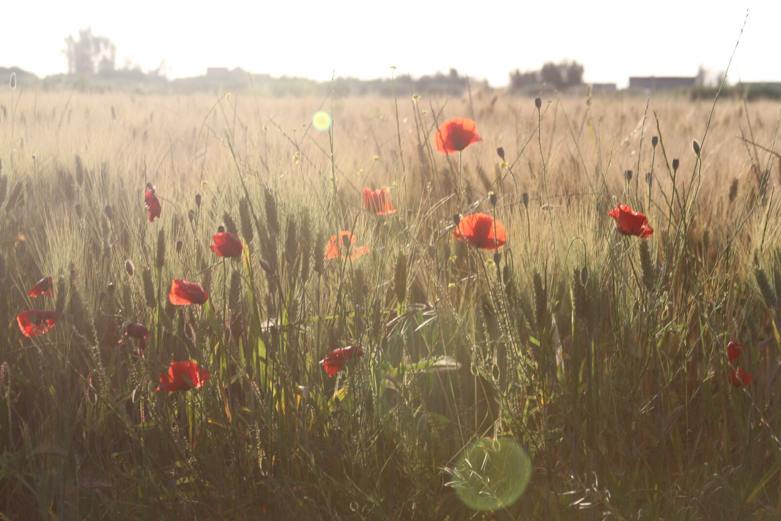 Canon EOS 7D sample photo. Nature, landscape, flower photography