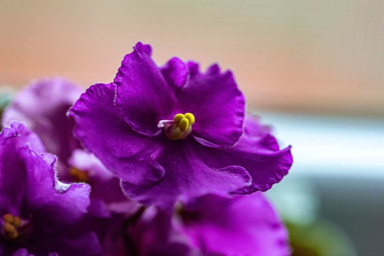 Nikon D5300 sample photo. Violet, macro, flower photography