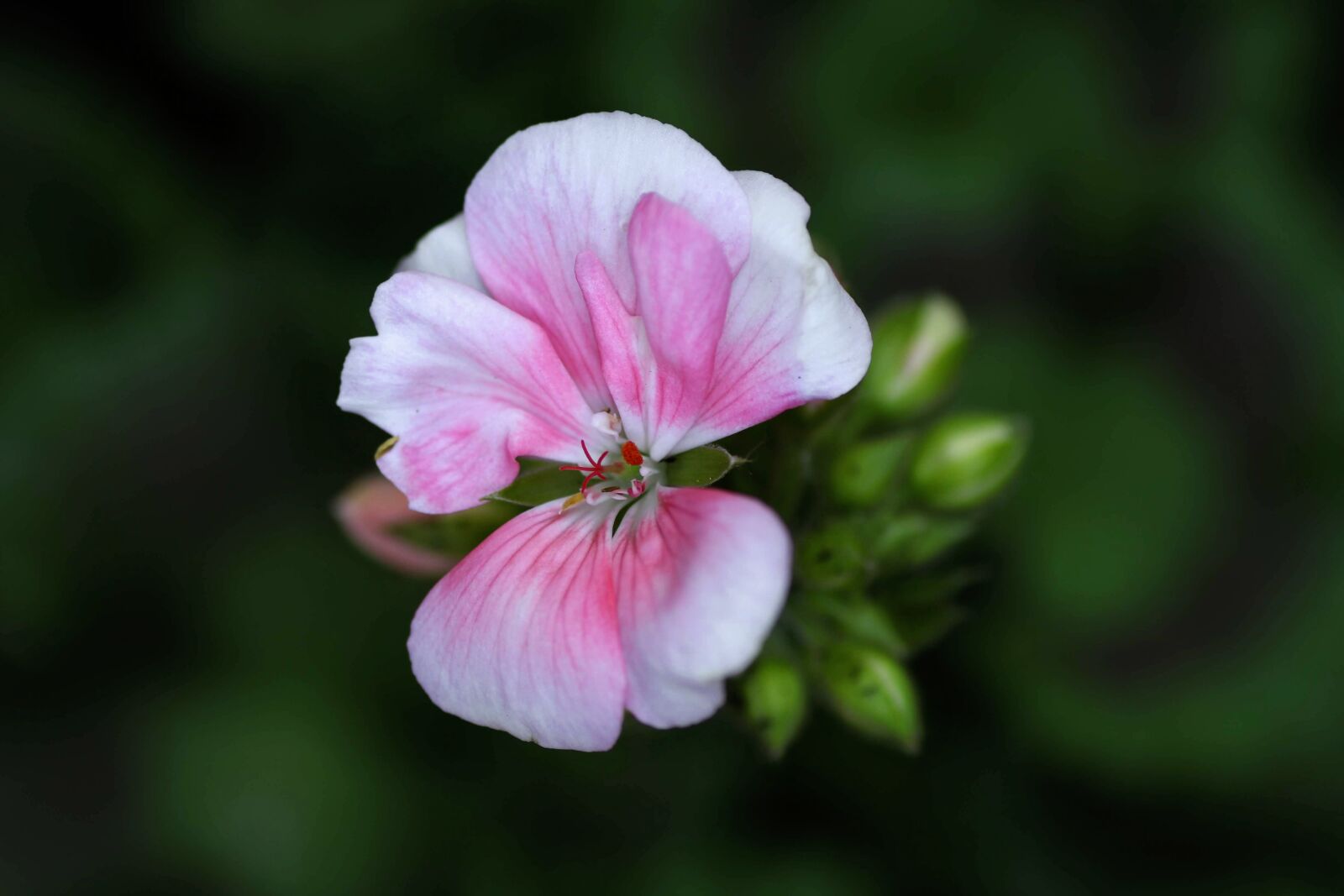 Tamron SP 90mm F2.8 Di VC USD 1:1 Macro sample photo. Blossom, bloom, pink photography