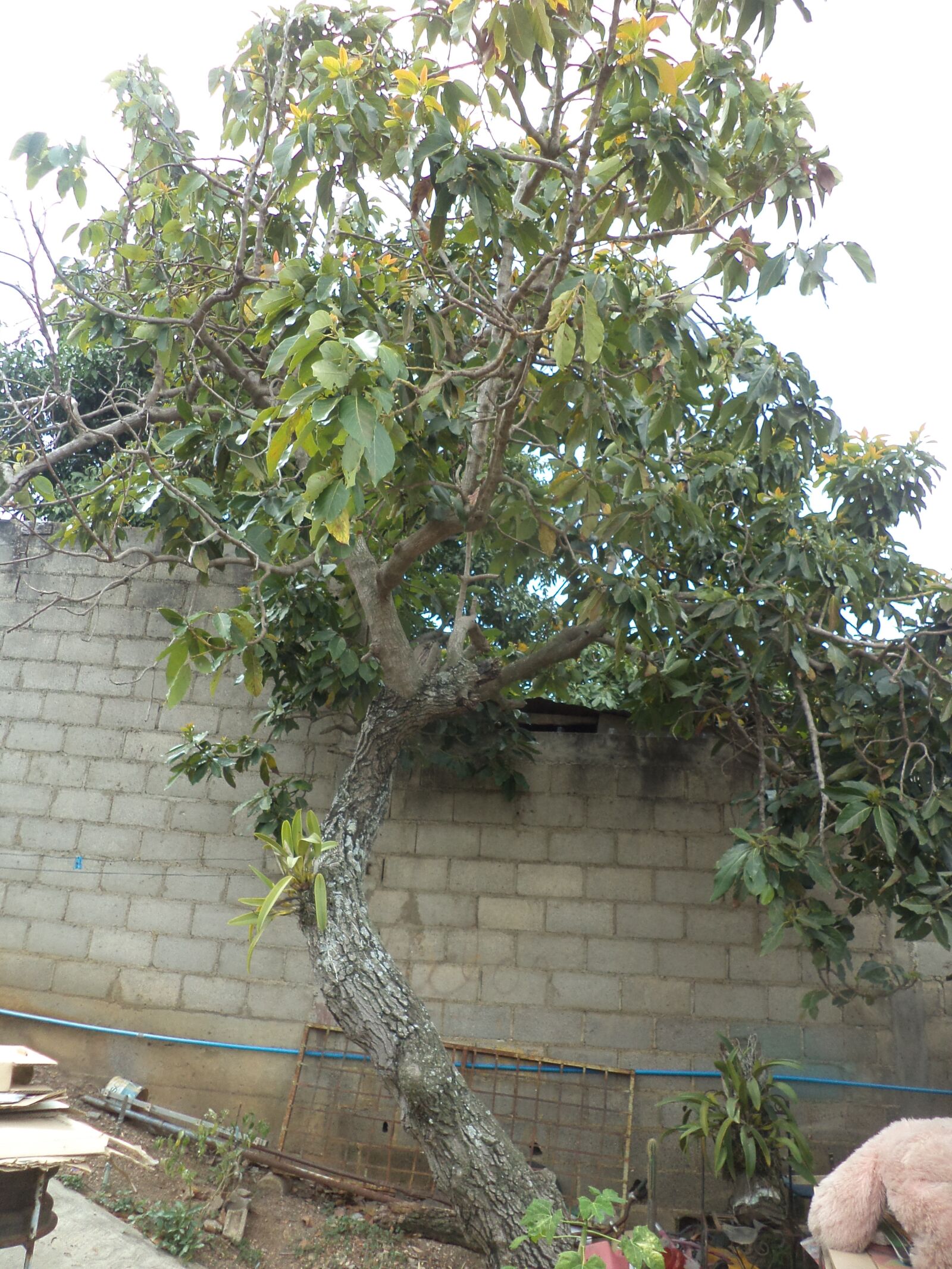 Sony DSC-W620 sample photo. Tree of avocado, mata photography