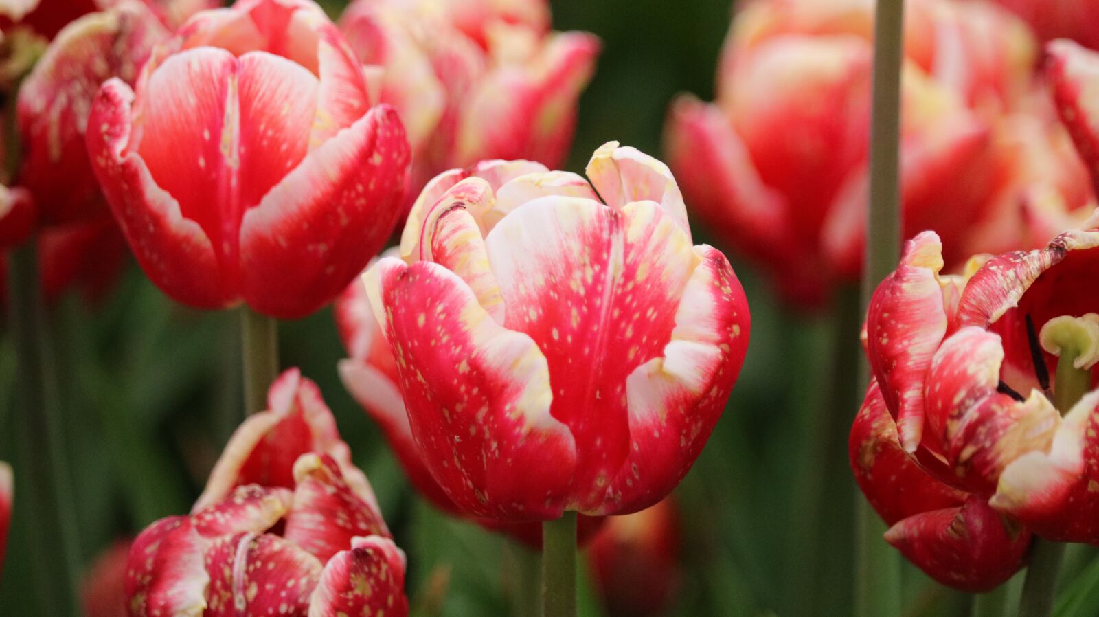 Canon EOS 750D (EOS Rebel T6i / EOS Kiss X8i) sample photo. Nature, tulip, garden photography