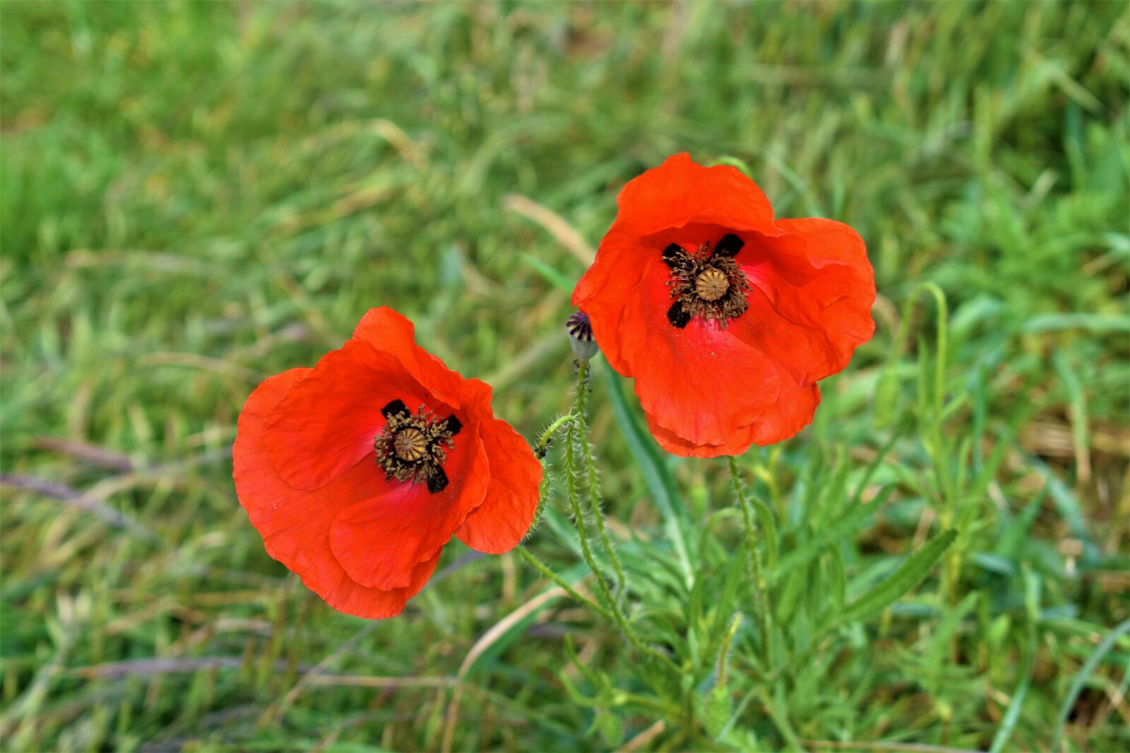 Nikon D3400 sample photo. Flower, blossom, nature photography
