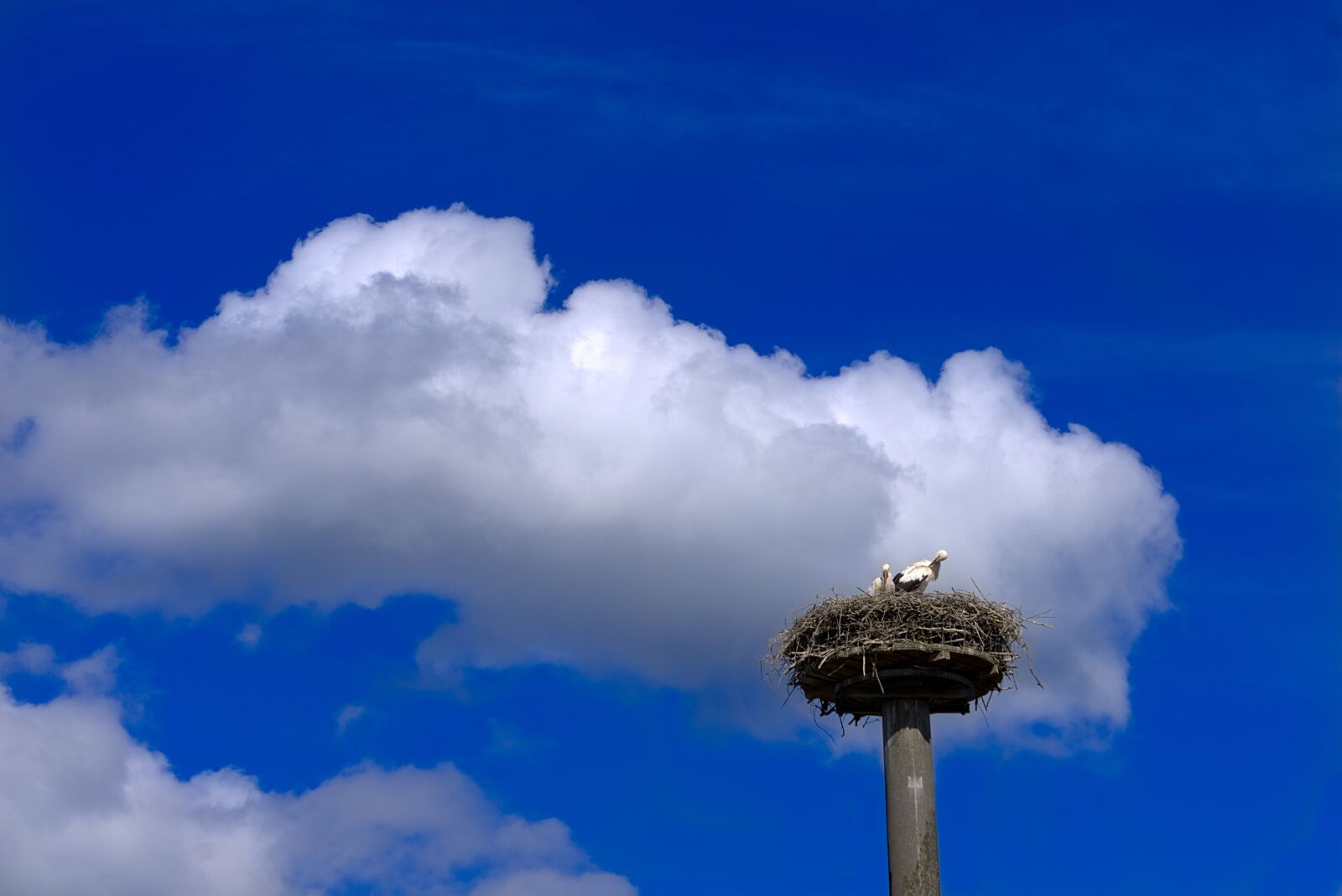Sony E 55-210mm F4.5-6.3 OSS sample photo. Stork, storchennest, bird photography