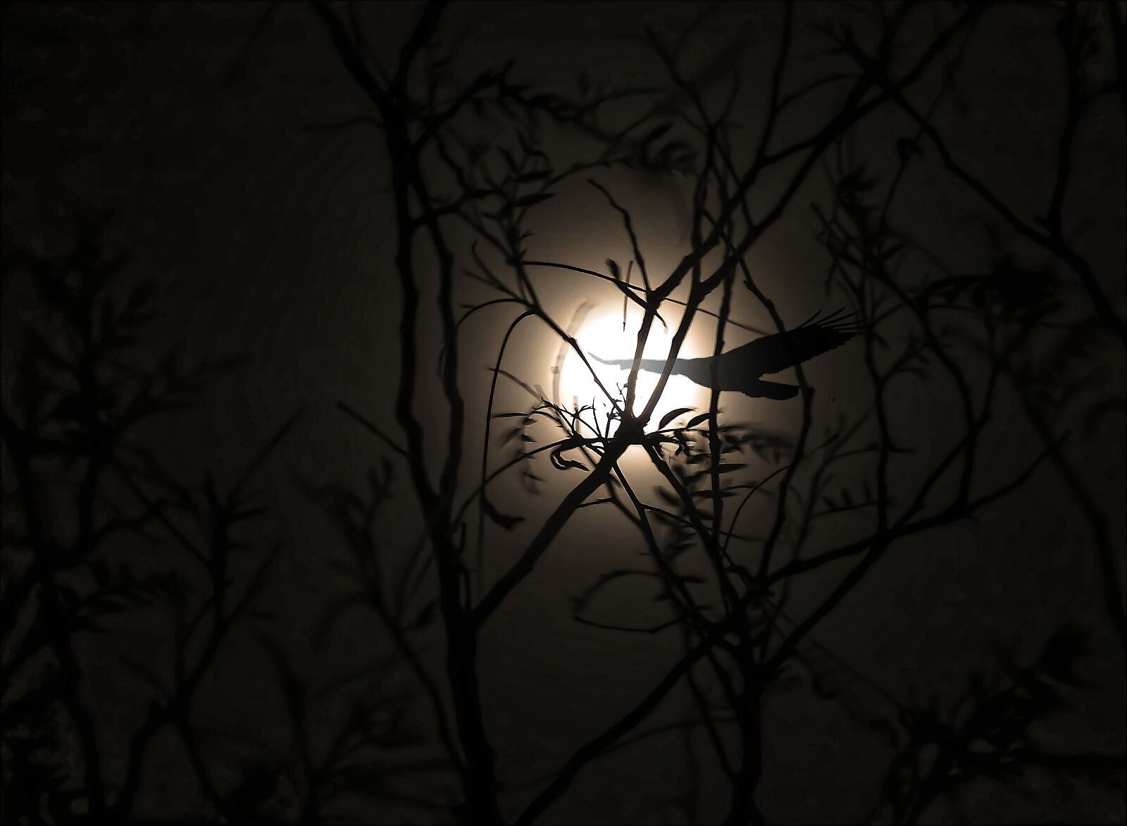 Nikon Coolpix P900 sample photo. Night, moon, fantasy photography