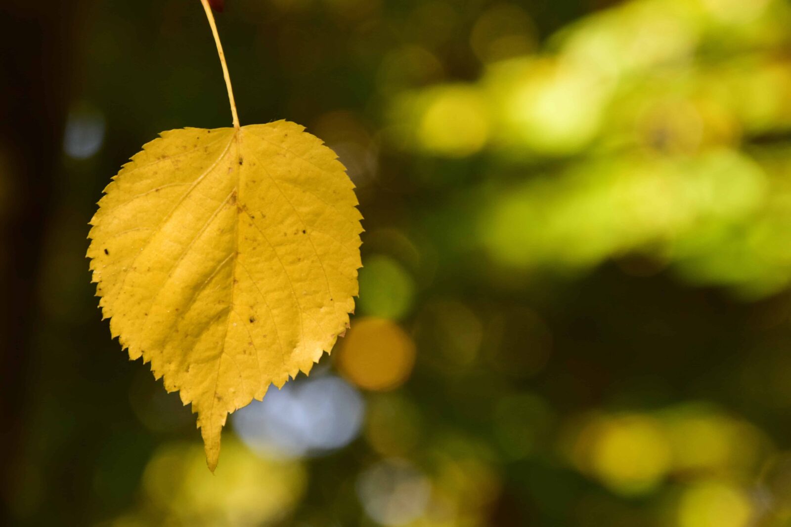 Nikon D3300 sample photo. Nature, yellow leaf, flora photography