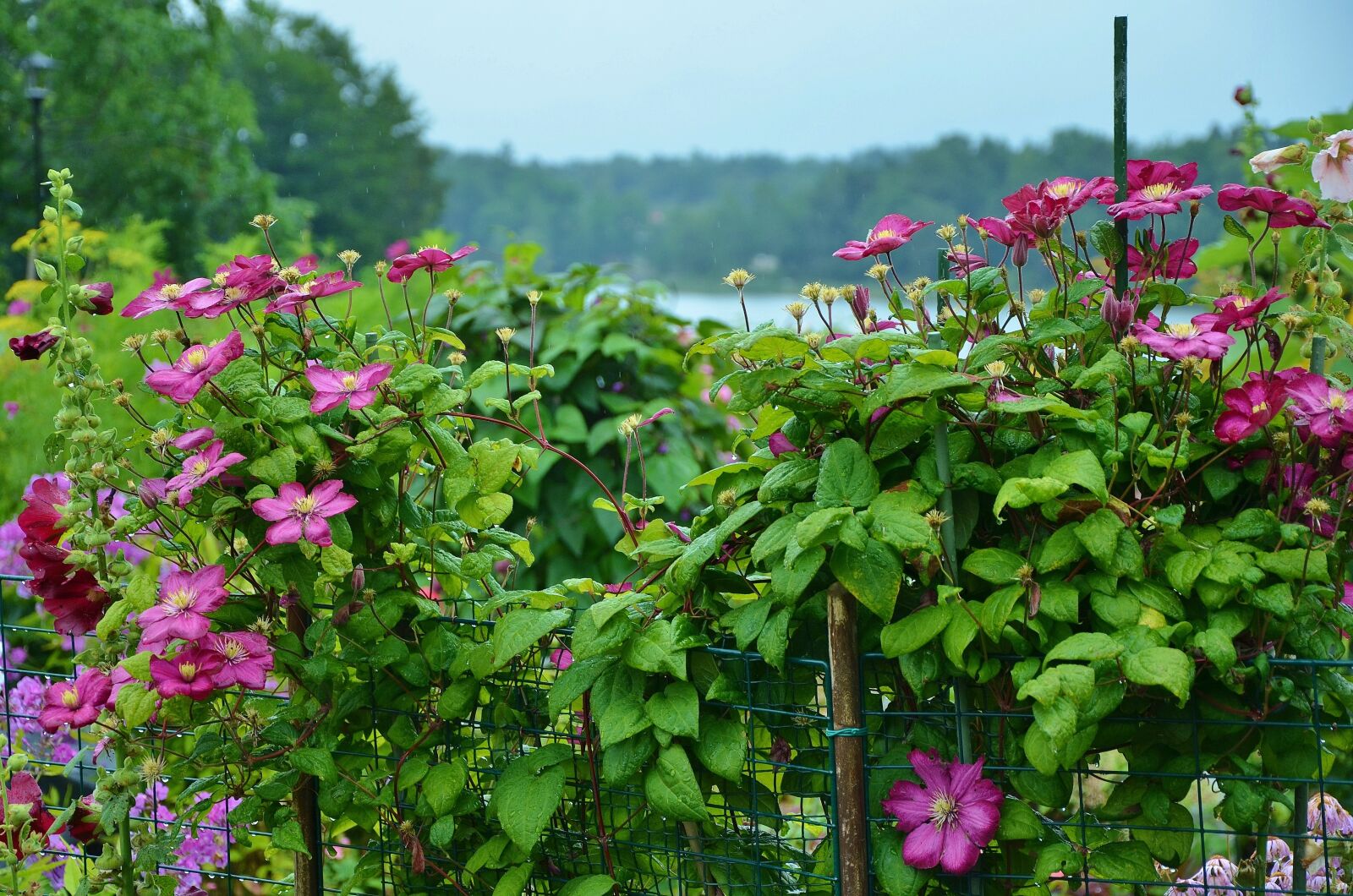 Nikon D7000 sample photo. Flower, floral, nature photography