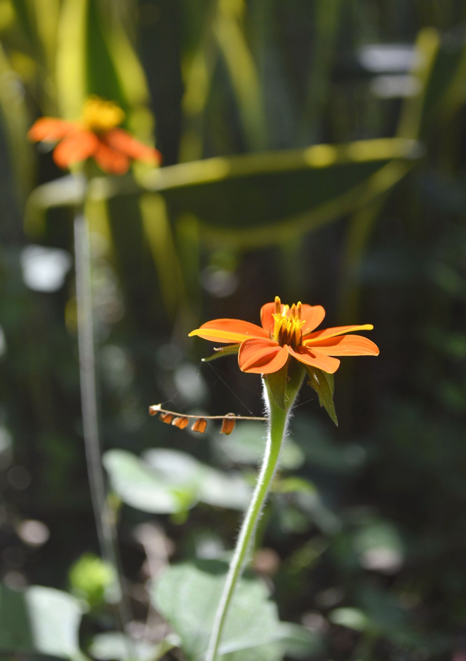 Nikon D3200 sample photo. Nature, brazil, riodejaneiro photography