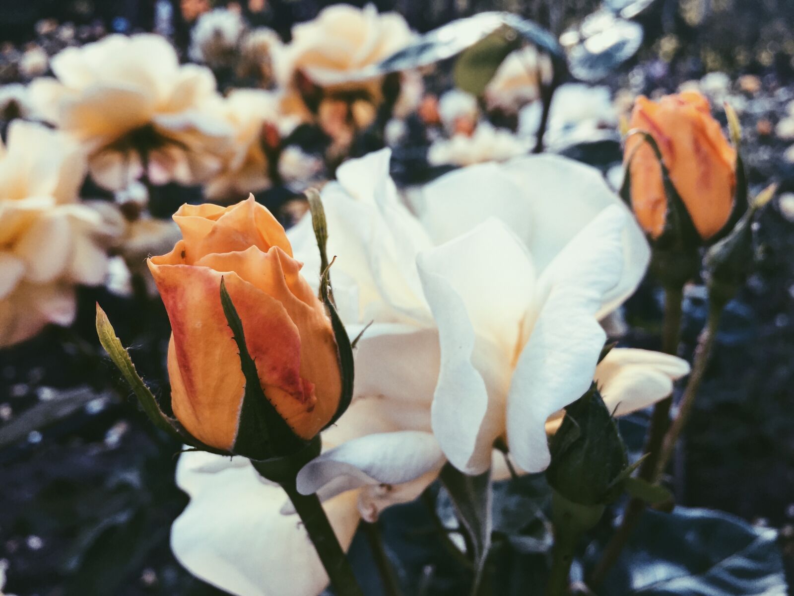 Apple iPhone 6 sample photo. Roses, flowers, odor photography