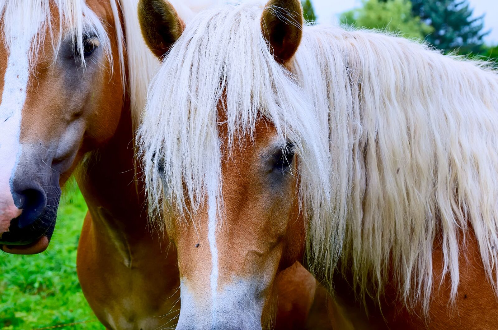 Nikon D3300 sample photo. Horse head, animal portrait photography
