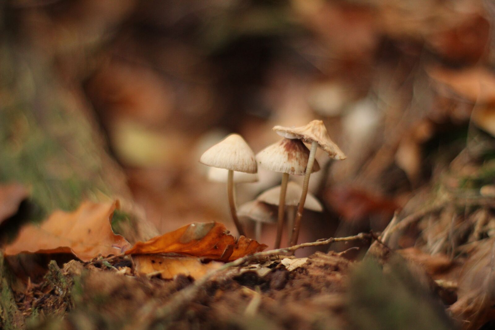 Canon EOS 1300D (EOS Rebel T6 / EOS Kiss X80) sample photo. Autumn, mushrooms, nature photography