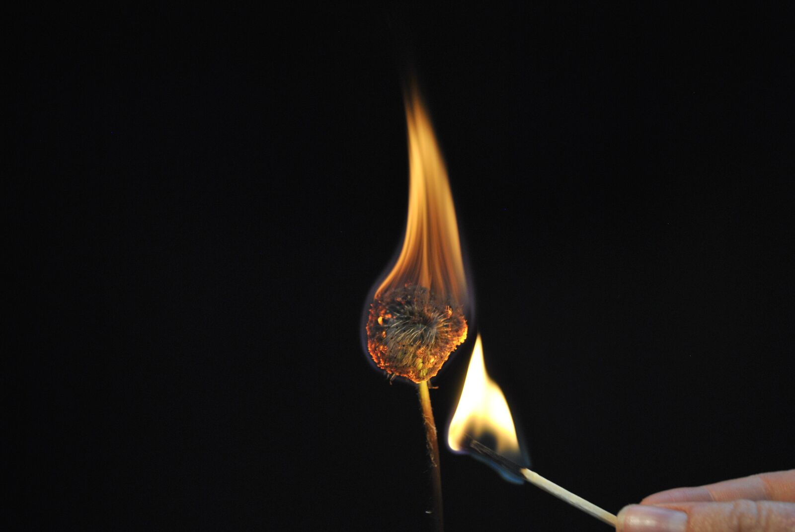 Nikon D3000 sample photo. Flower, fire, light photography
