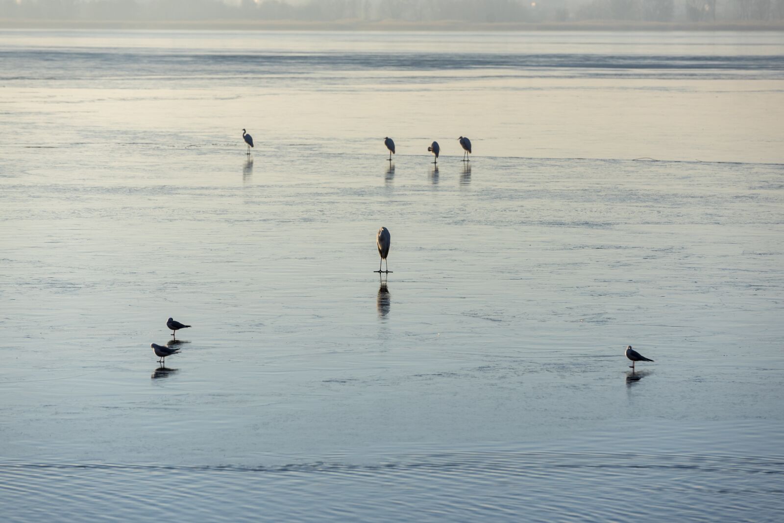 Nikon D750 sample photo. Ice, frozen, birds photography