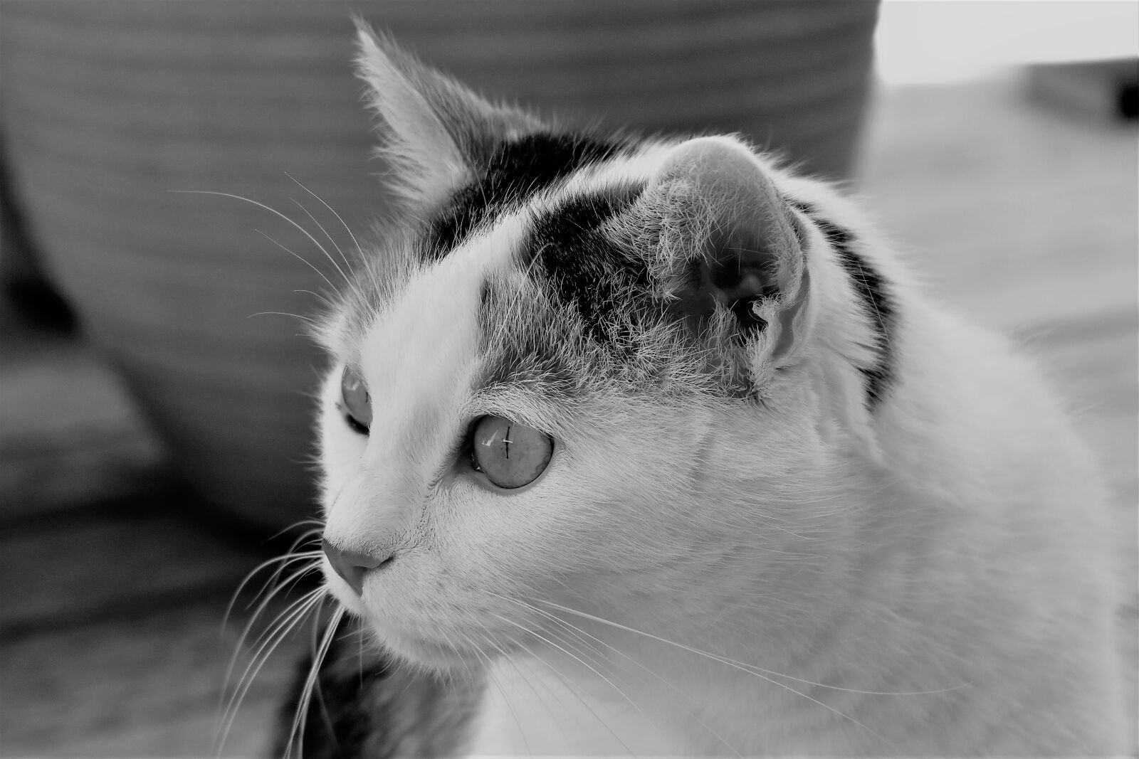 Nikon D5500 sample photo. Cat, white, animal photography
