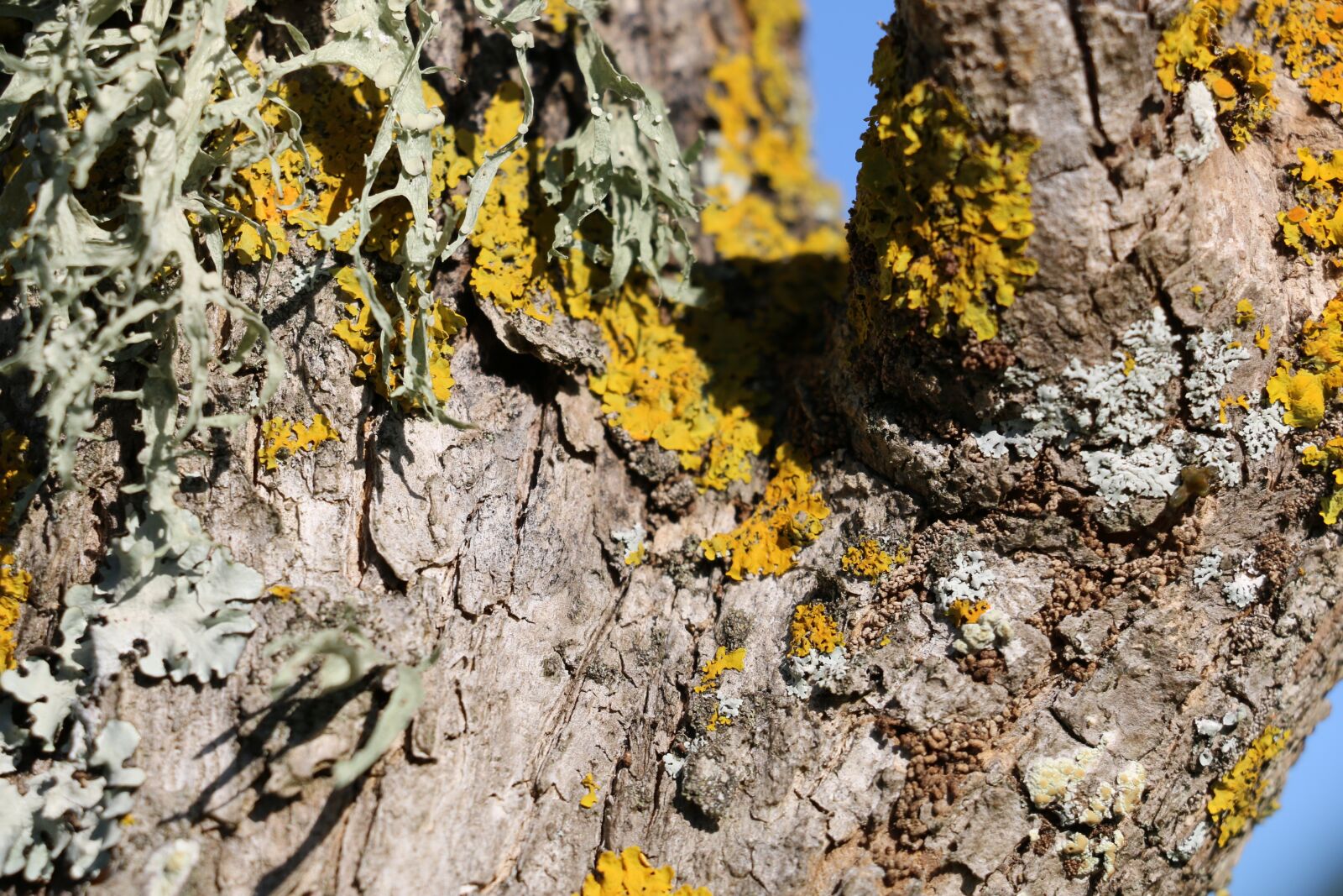 Canon EOS 70D sample photo. Wood, branch, bark photography