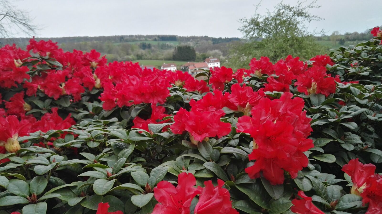 HUAWEI P8 sample photo. Bloom, countryside, field, green photography