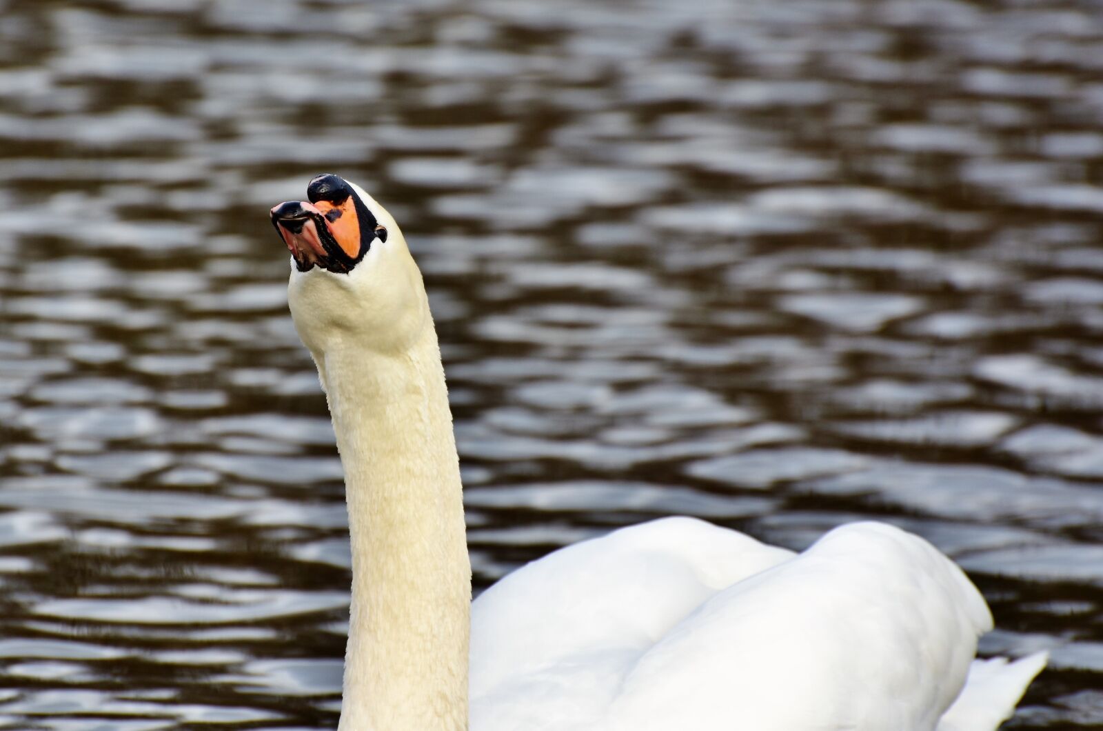 Nikon D7200 sample photo. Swan, water bird, schwimmvogel photography