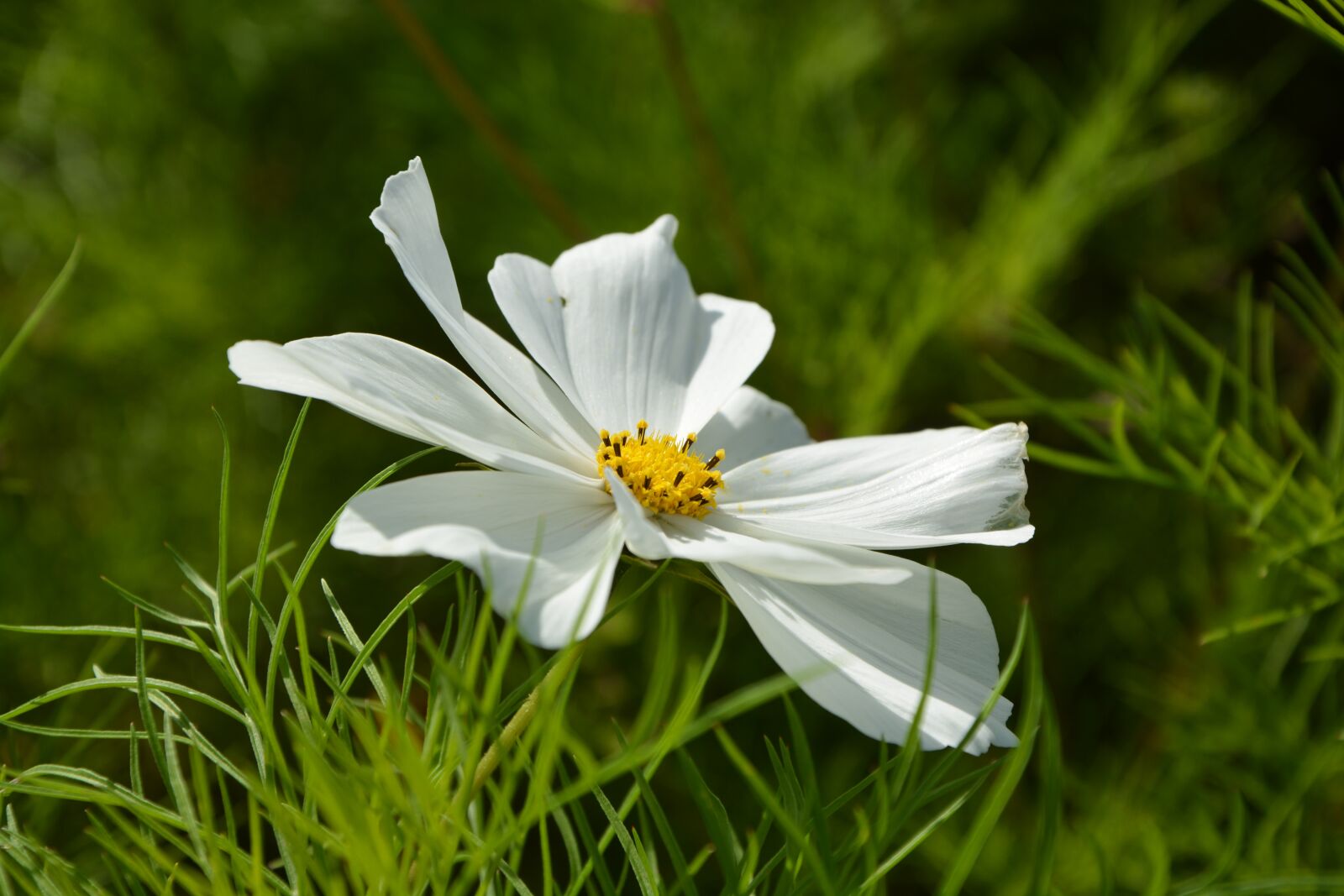Nikon D5200 sample photo. Flower, white flower, nature photography