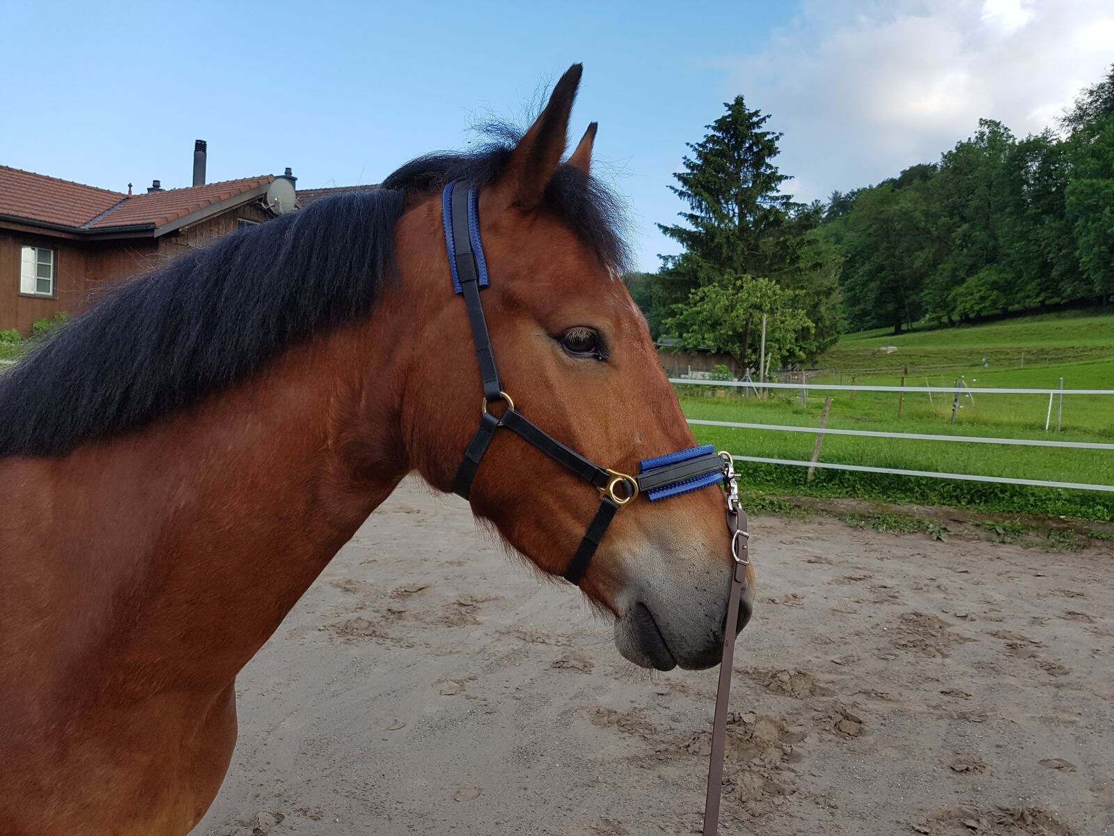 Samsung Galaxy S7 Edge sample photo. Horse, freiberger, cavesson photography