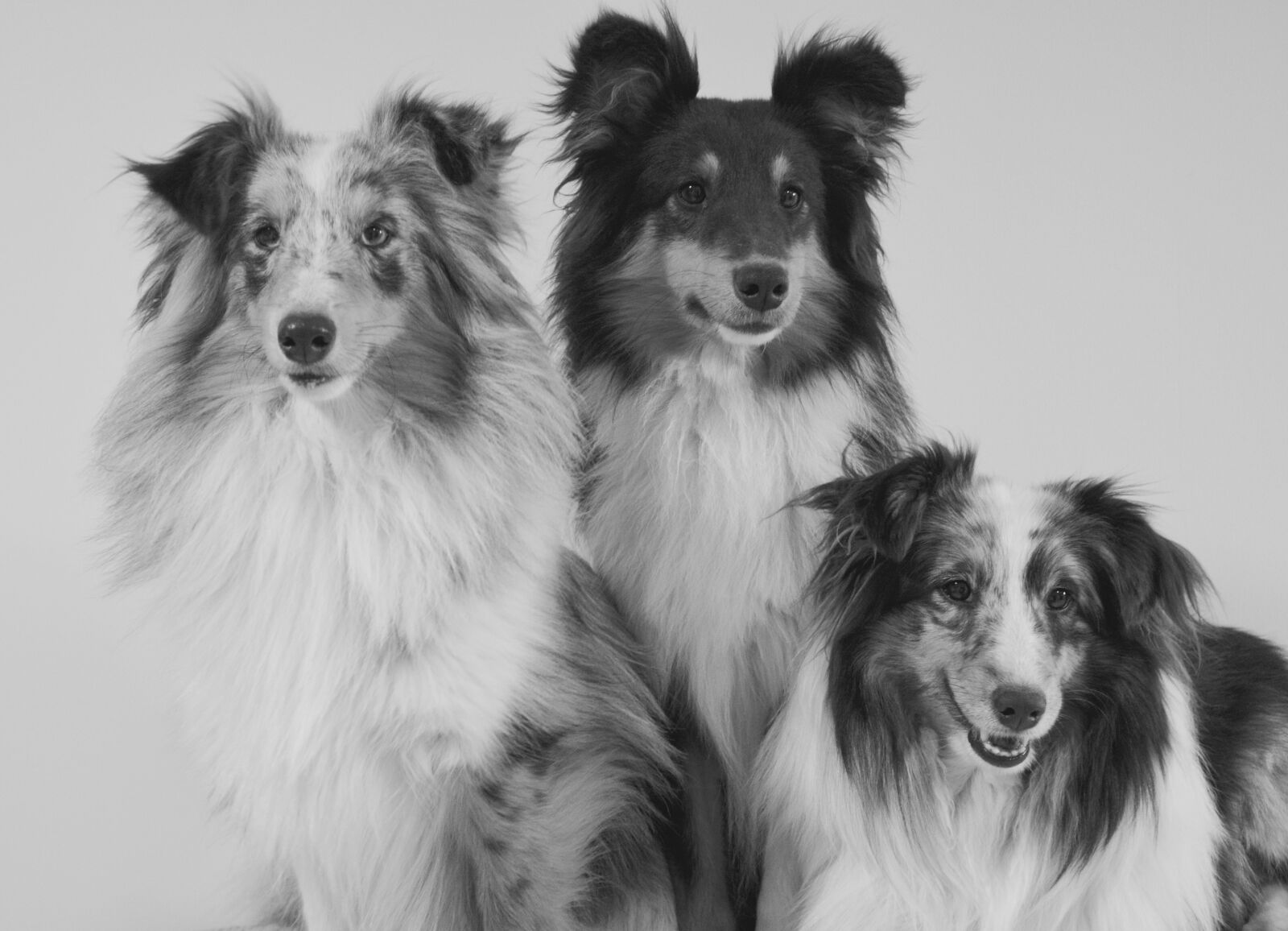 Nikon D5200 sample photo. Dogs, shetland sheepdog, portrait photography