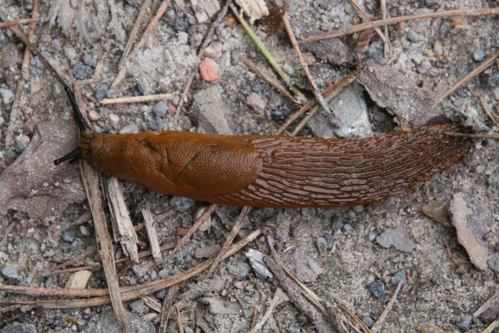 Tamron 18-400mm F3.5-6.3 Di II VC HLD sample photo. Snail, slug, mollusk photography