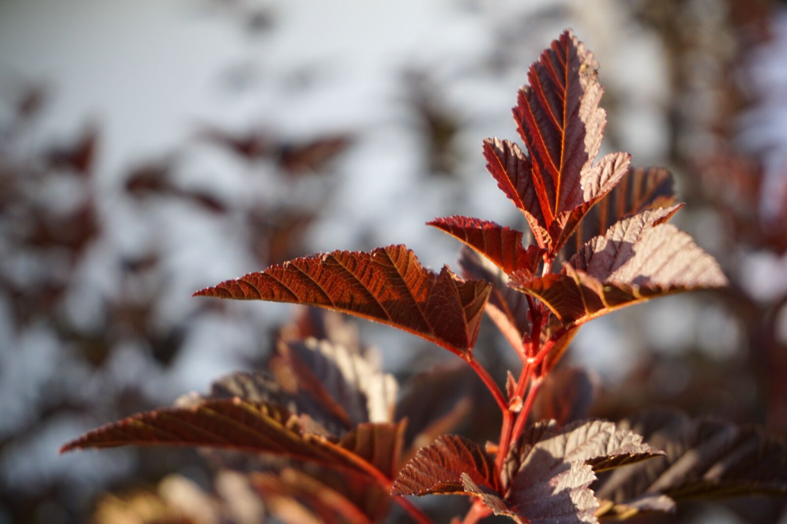 Sony a6000 sample photo. Leaves, red, bush photography