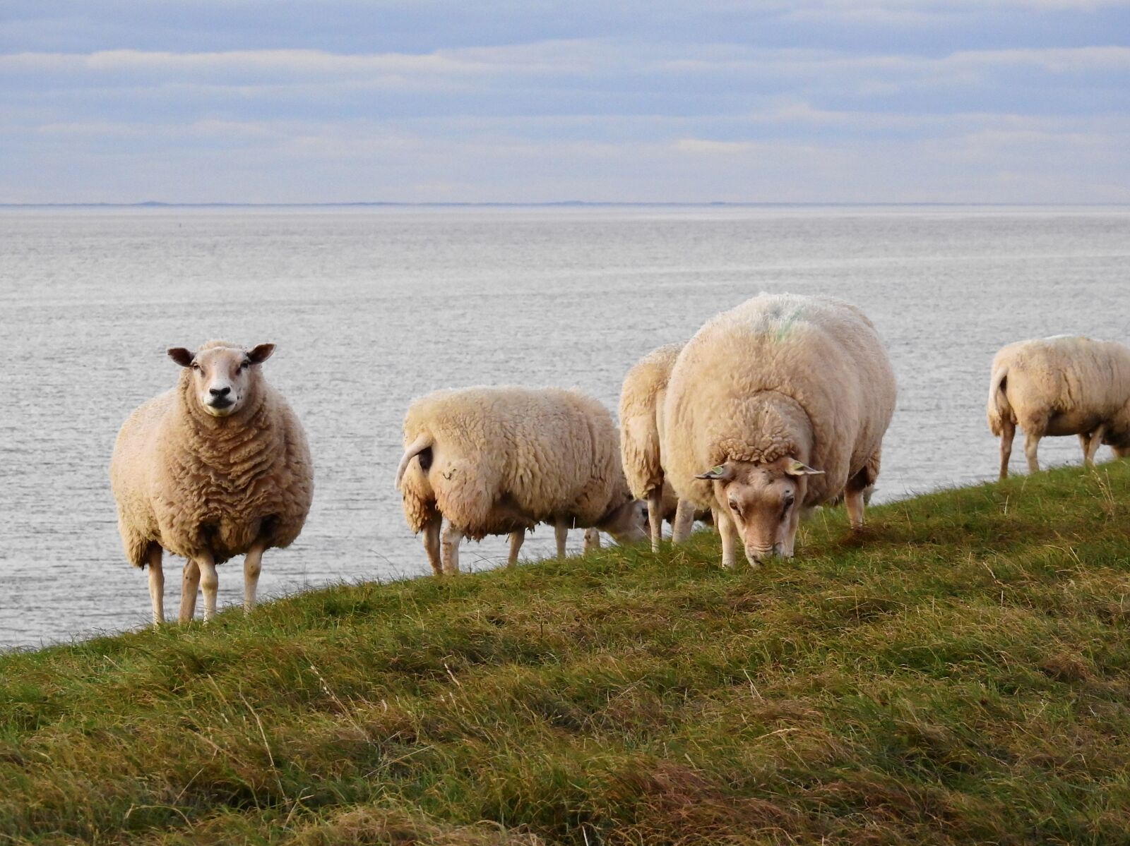 Nikon Coolpix P900 sample photo. Sheep, animal, nature photography