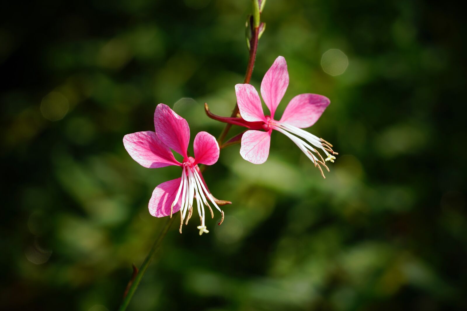 Sony a7R III + Sony FE 90mm F2.8 Macro G OSS sample photo. Flower, nature, bee photography