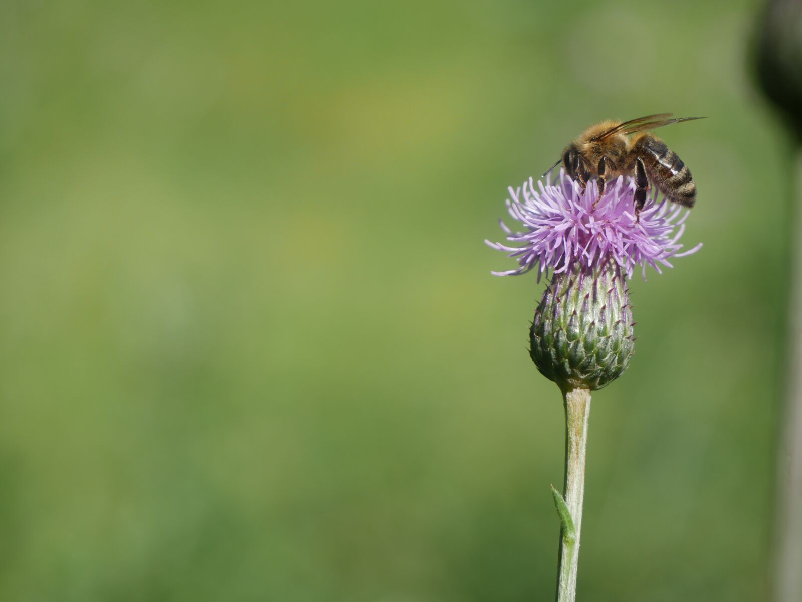Panasonic Lumix DMC-G7 sample photo. Bee, nature, insect photography