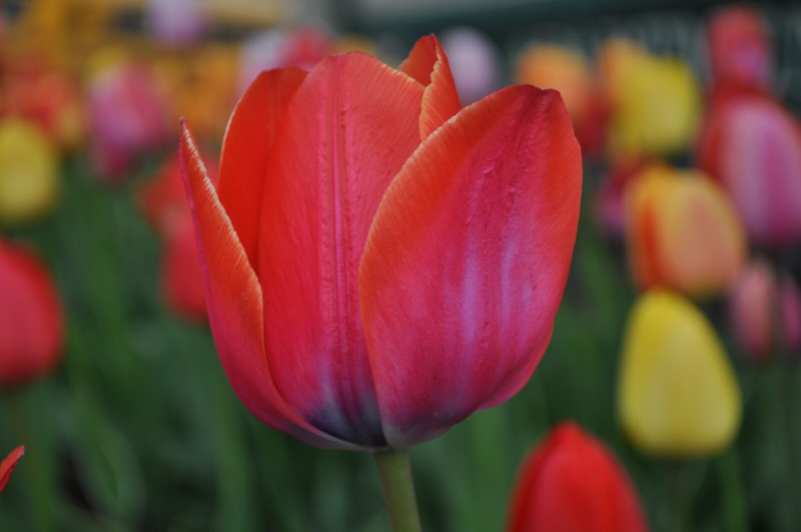 Nikon D5000 sample photo. Tulips, red, yellow photography
